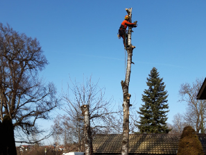 Baumpflege und Gehölzschnitt