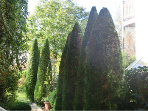 Wir schneiden Ihre Ziersträucher